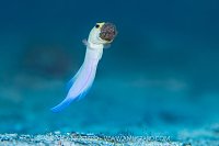 Jawfish Aerates Eggs, Cayman Islands