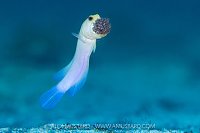 Jawfish Aerates Eggs, Cayman Islands