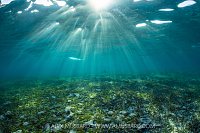 Sunbeams Over Seagrass, Cayman Islands