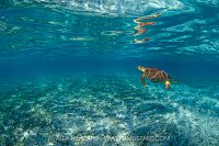 Green Turtle In The Shallows, Cayman Islands