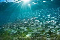 Scads Schooling In The Sun, Cayman Islands