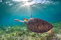 Green Turtle Beneath Sunbeams, Cayman Islands