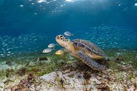 Turtle And Scads, Cayman Islands