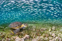 Turtle And Scads, Cayman Islands