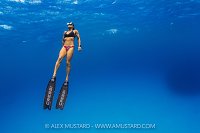 Freediving In The Blue, Cayman Islands