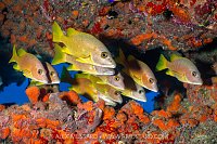 Schoolmaster Gathering, Cayman Islands