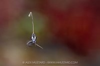 Juvenile Spotted Drum, Cayman Islands