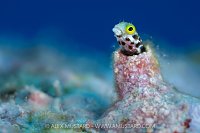 Spinyhead Blenny, Cayman Islands