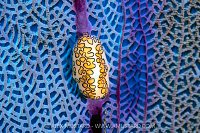 Flamingo Tongue, Cayman Islands