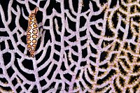 Young Flamingo Tongue, Cayman Islands