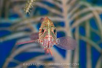 Graysby Portrait, Cayman Islands