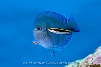 Bluehead Cleans Blue Tang, Cayman Islands