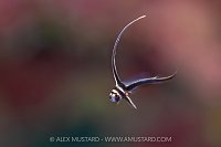 Juvenile Spotted Drum, Cayman Islands