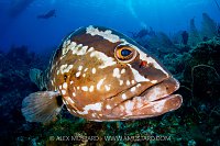 Nassau Grouper, Cayman Islands