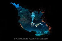 Diving In Coral Caverns, Cayman Islands