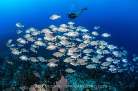 Diver WIth Chub, Cayman Islands