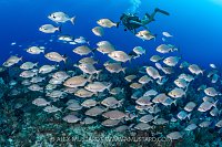 Diver WIth Chub, Cayman Islands