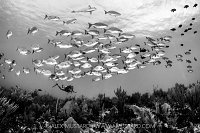 Diver WIth Chub, Cayman Islands