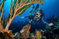 Diver And Soft Coral, Cayman Islands