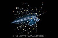 Cusk Eel Larva, Cayman Islands