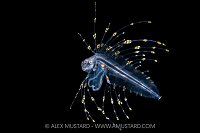 Cusk Eel Larva, Cayman Islands
