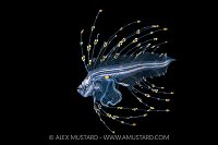 Cusk Eel Larva, Cayman Islands