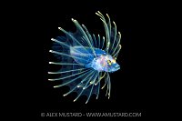 Lionfish Larval Stage, Cayman Islands