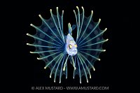 Lionfish Larval Stage, Cayman Islands