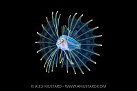 Lionfish Larval Stage, Cayman Islands