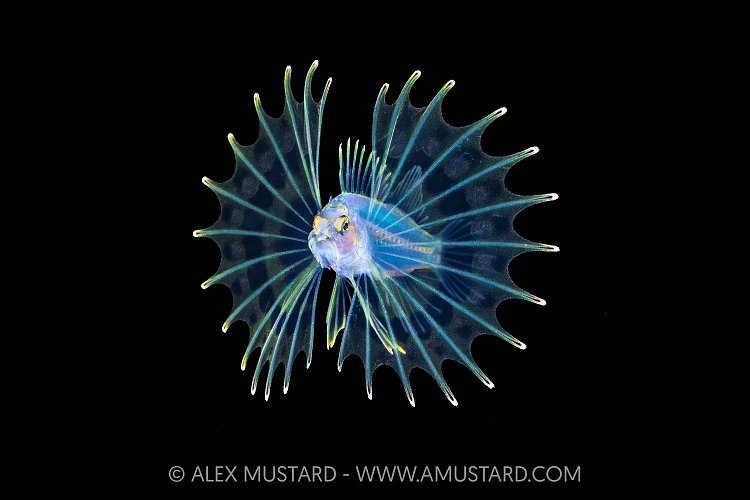 Lionfish Larval Stage, Cayman Islands