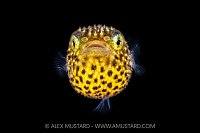 Porcupinefish Larval Stage, Cayman Islands