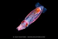 Squid In Open Water, Cayman Islands