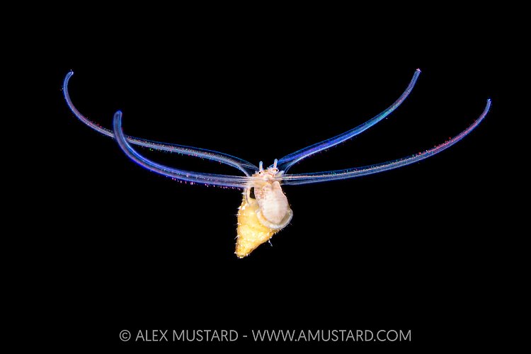 Mollusc Veliger, Cayman Islands