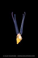 Mollusc Veliger, Cayman Islands