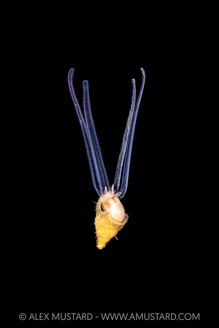 Mollusc Veliger, Cayman Islands