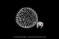 Amphipod Riding Radiolarian, Cayman Islands