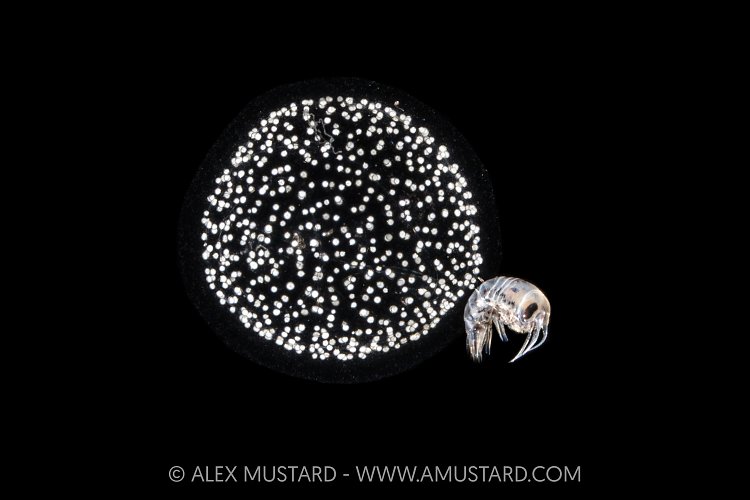 Amphipod Riding Radiolarian, Cayman Islands