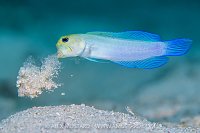 Jawfish Digging Burrow, Cayman Islands
