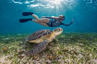 Turtle Encounter, Cayman Islands