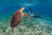 Turtle Encounter, Cayman Islands