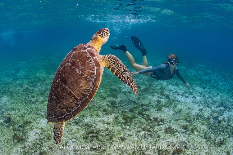 Turtle Encounter, Cayman Islands