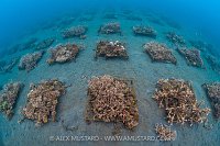 Coral Propagation, Indonesia