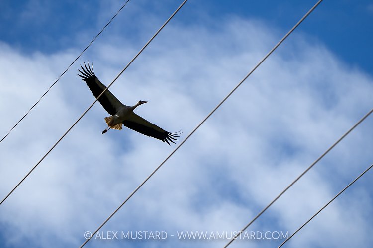 White Stork, Portugal