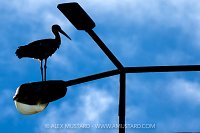 White Stork, Portugal