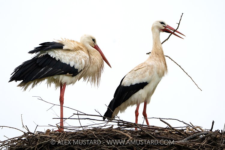 White Storks Nesting, Portugal