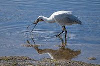 Spoonbill Feeding On Toadfish, Portugal.
