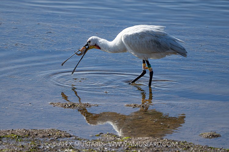 Spoonbill Feeding On Toadfish, Portugal.