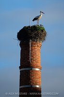 White Stork Nesting, Portugal