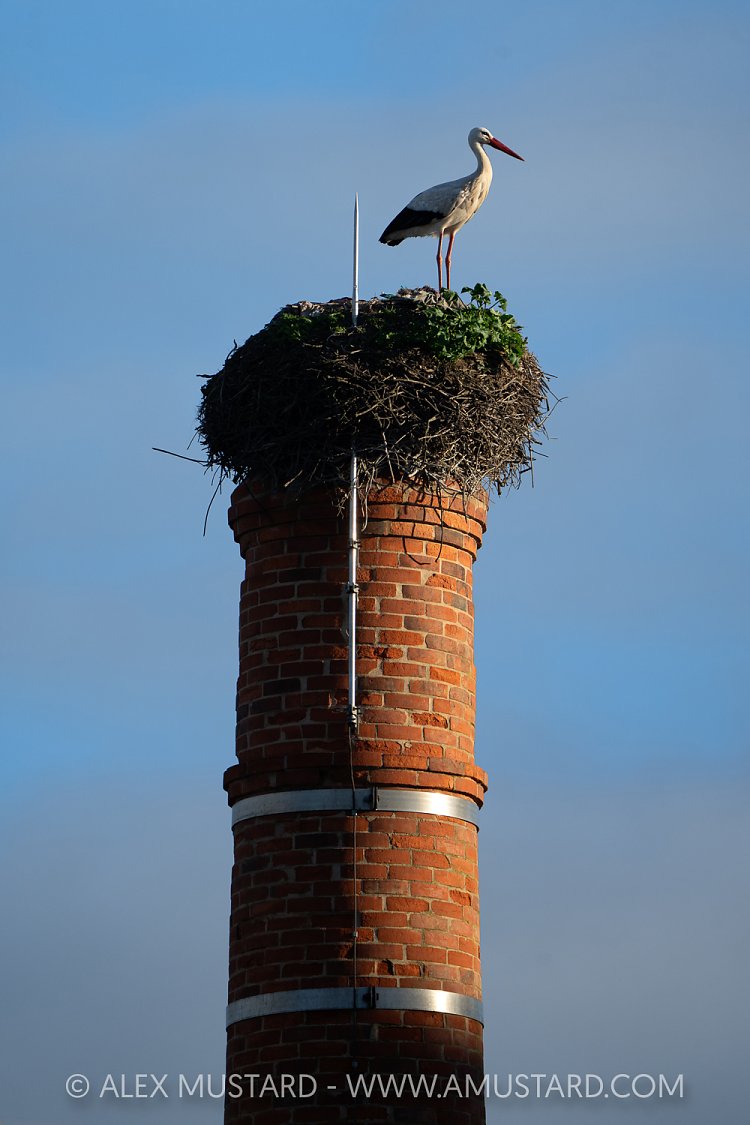 White Stork Nesting, Portugal