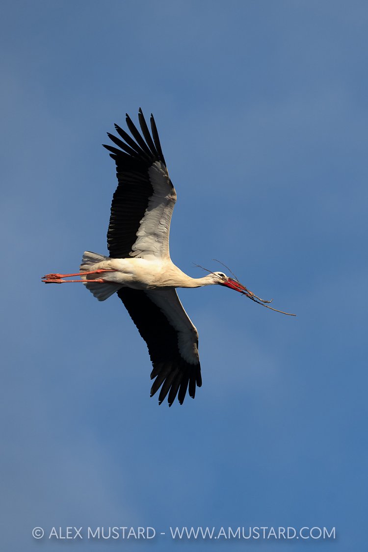 White Stork Flying, Portugal
